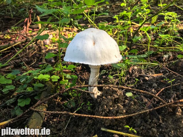 Rosablättriger Egerlingsschirmling, Leucoagaricus leucothites