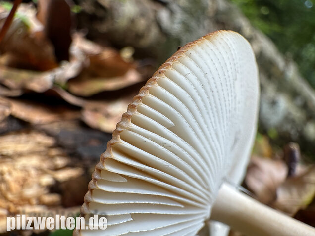 Rotbrauner Scheidenstreifling, Amanita fulva