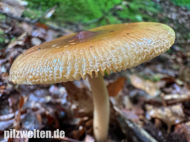 Rotbrauner Scheidenstreifling, Amanita fulva