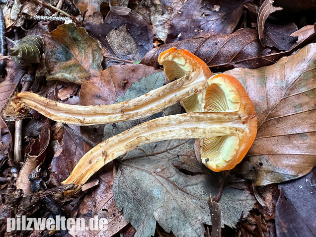 Safranroter Schüppling, Safranschüppling, Pyrrhulomyces astragalinus