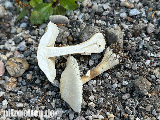 Seidiger Egerlingsschirmling, Leucoagaricus holosericeus