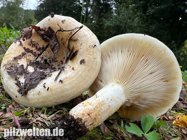 Blasser Zonenmilchling, Scharfer Pappelmilchling, Lactarius evosmus