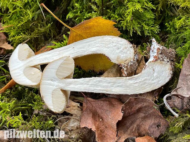 Wollstieliger Raufußröhrling (weiße Form), Leccinum cyaneobasileucum