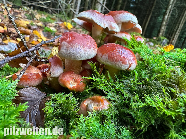 Ziegelroter Schwefelkopf, Hypholoma lateritium
