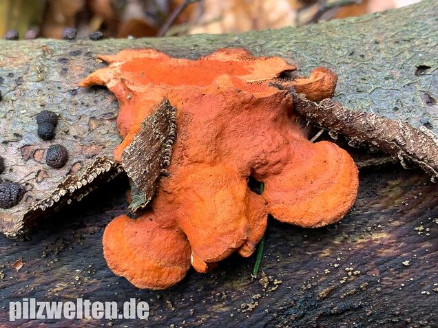 Zinnoberrote Tramete, Pycnoporus cinnabarinus