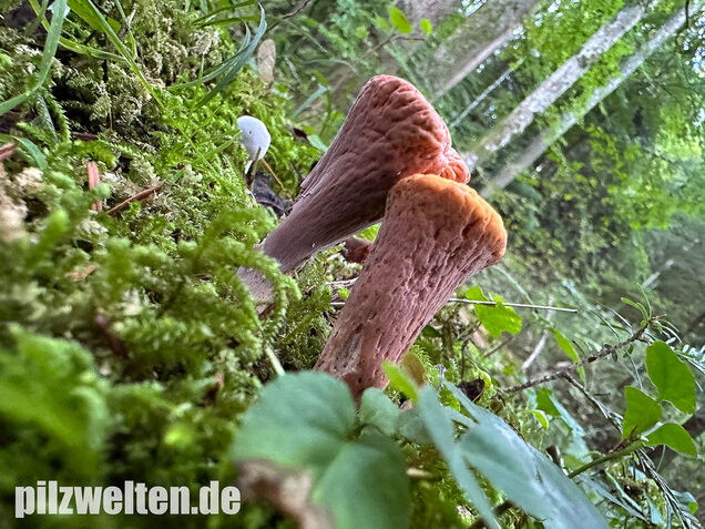 Abgestutzte Herkuleskeule, Clavariadelphus truncatus