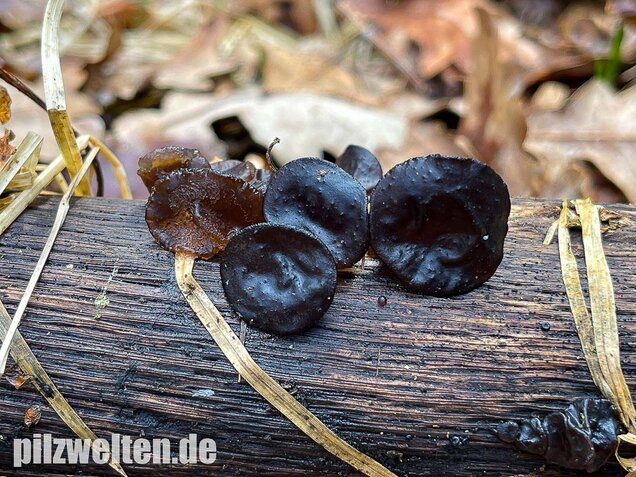 Abgestutzter Drüsling, Stoppeliger Drüslinge, Exidia glandulosa