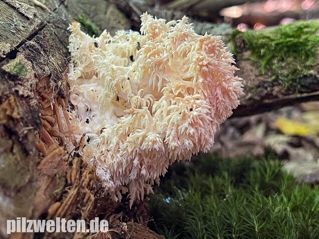 Ästiger Stachelbart, Hericium coralloides