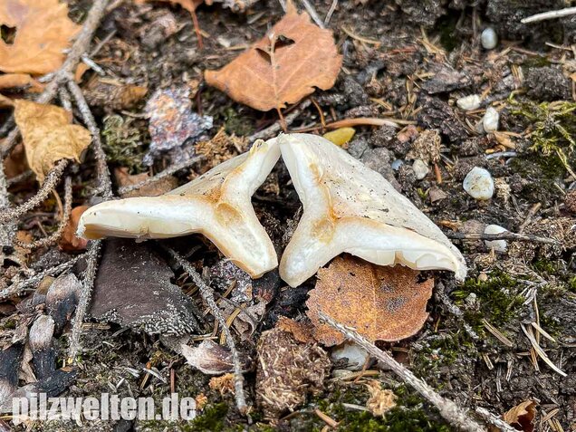 Blasser Birkenmilchling, Lactarius pubescens