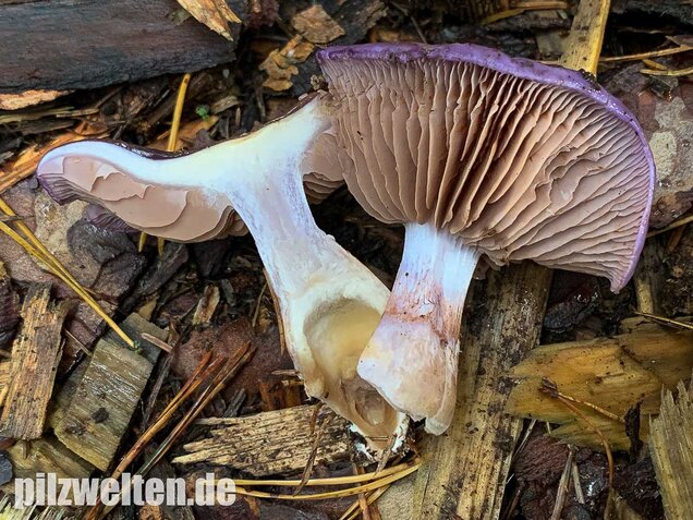 Blauer Schleimfuß, Cortinarius salor