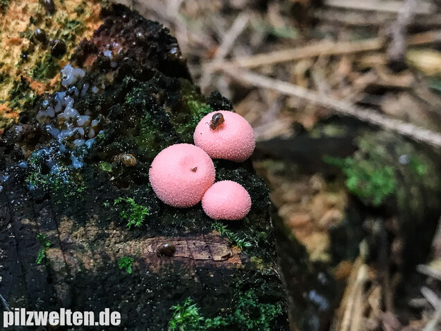 Blutmilchpilz, Lycogala epidendrum