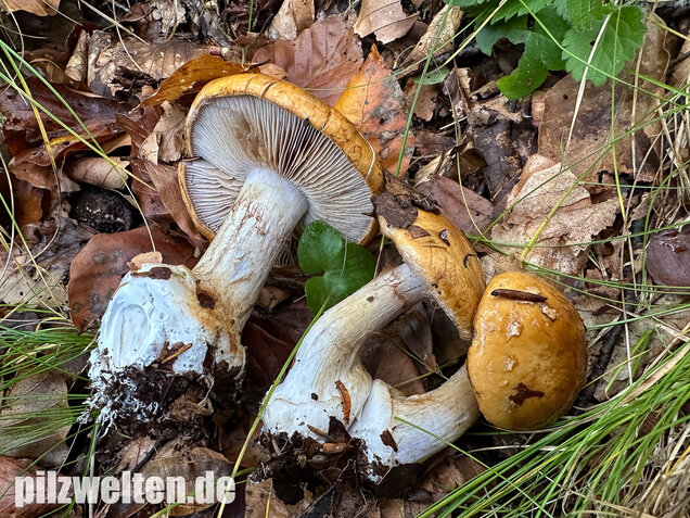 Breitknolliger Klumpfuß, Cortinarius saporatus