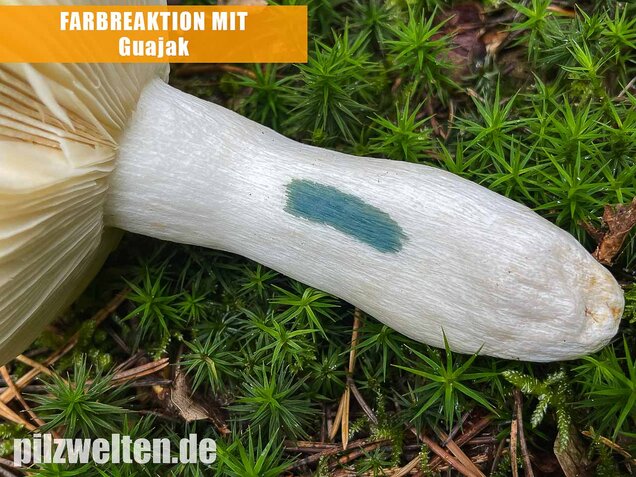 Buckeltäubling, Russula caerulea