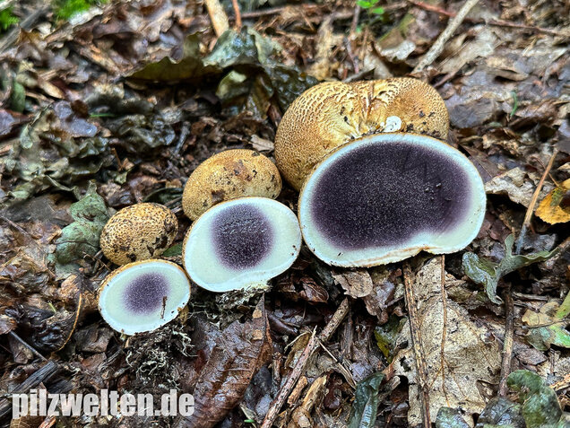 Dickschaliger Kartoffelbovist, Scleroderma citrinum