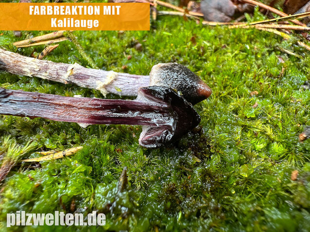 Duftender Gürtelfuß, Pelargoniengürtelfuß, Cortinarius flexipes