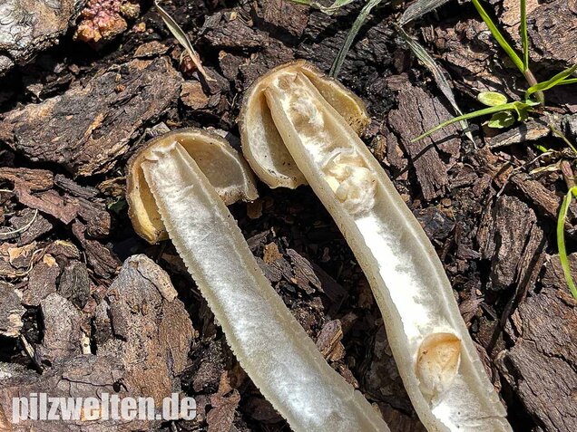Fingerhutverpel, Verpa conica