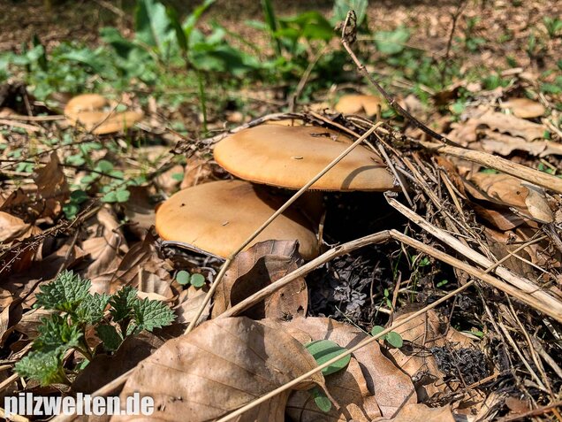 Frühjahrsweichritterling, Melanoleuca cognata