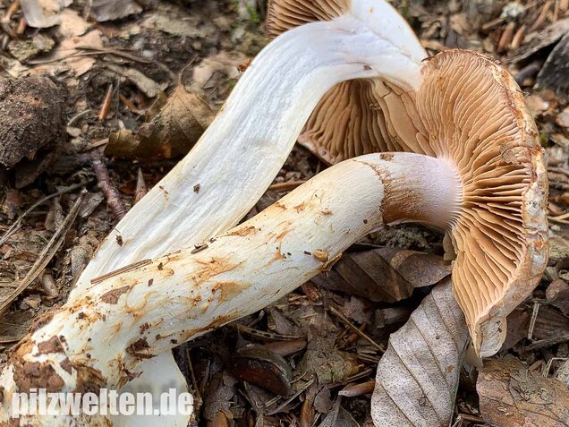 Fuchsigbrauner Schleimkopf, Cortinarius vulpinus