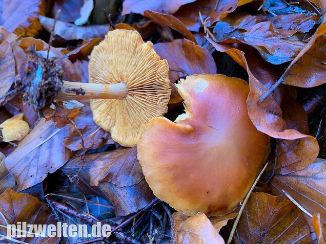 Geflecktblättriger Flämmling, Gymnopilus penetrans