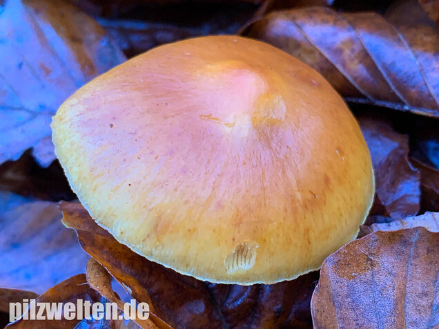 Geflecktblättriger Flämmling, Gymnopilus penetrans