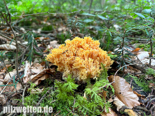 Gelbwerdende Koralle, Rosagelbliche Koralle, Ramaria flavescens