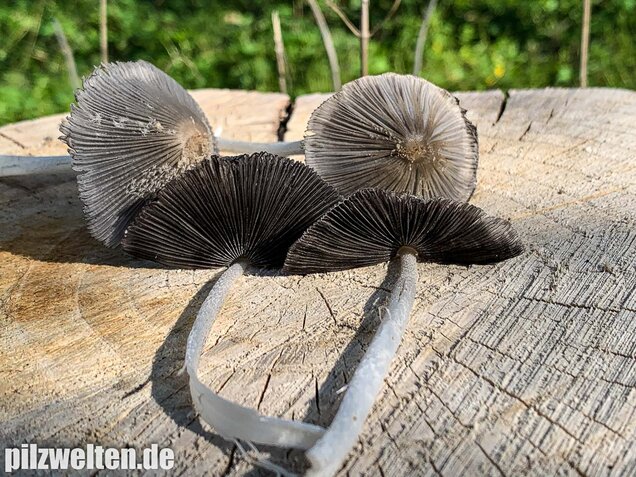 Hasenpfote, Coprinopsis lagopus