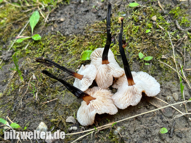 Kohlstinkschwindling, Gymnopus brassicolens