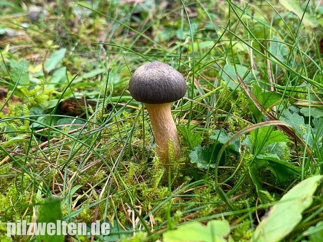 Kupferroter Gelbfuß, Chroogomphus rutilus