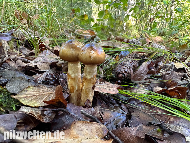 Zweifarbiger Schneckling, Olivbraungestiefelter Schneckling, Hygrophorus persoonii