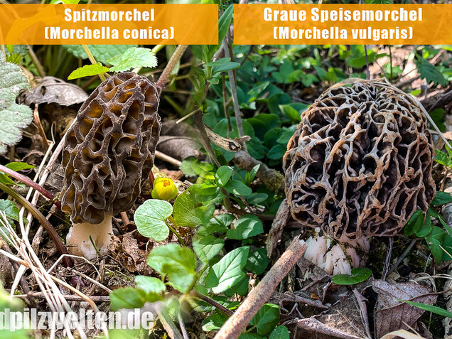 Spitzmorchel, Morchella elata, Morchella conica