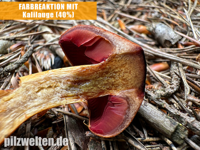 Rotgenatterter Hautkopf, Purpurbrauner Hautkopf, Cortinarius purpureus