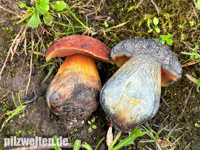Rothütiger Hexenröhrling, Suillellus rubriceps