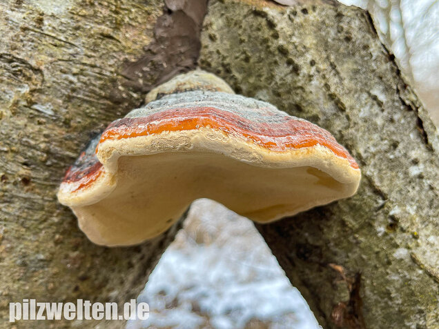 Rotrandiger Baumschwamm, Fomitopsis pinicola