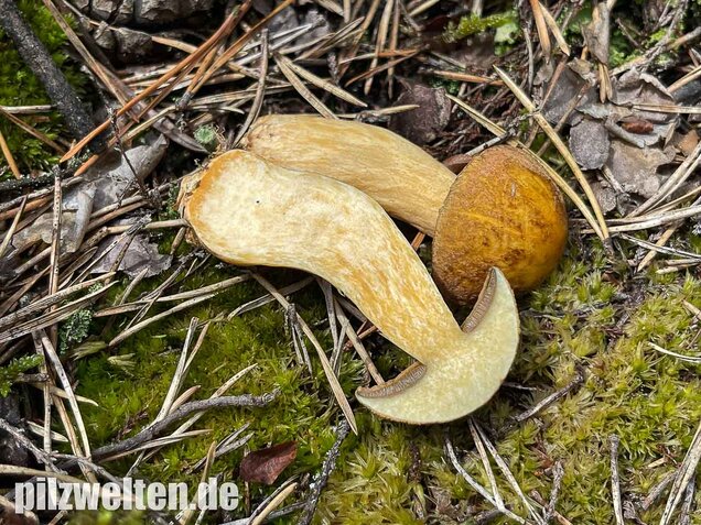 Sandröhrling, Suillus variegatus