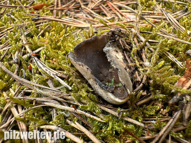 Schwarzweiße Rippen-Becherlorchel, Dissingia leucomelaena