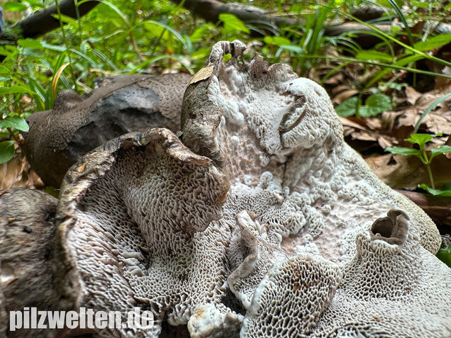 Schwarzweißer Rußporling, Boletopsis leucomelaena