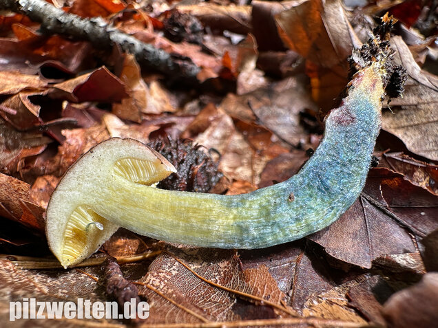 Starkblauender Rotfußröhrling, Xerocomellus cisalpinus