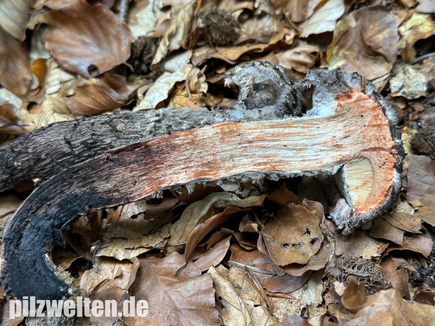 Strubbelkopfröhrling, Strobilomyces strobilaceus