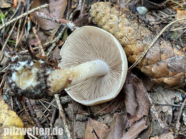 Tonblasser Fälbling, Hebeloma crustuliniforme