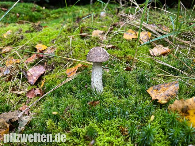 Vielverfärbender Birkenpilz, Leccinum variicolor