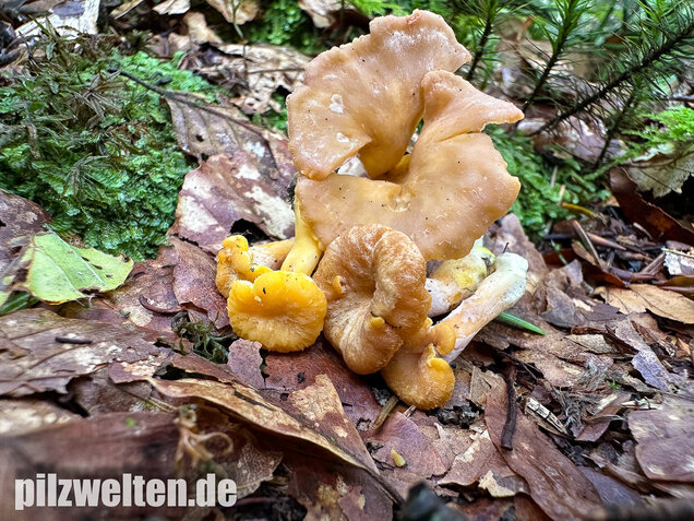 Gelbvioletter Pfifferling, Cantharellus ianthinoxanthus