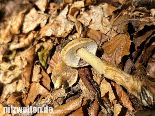 Voreilender Ackerling, Agrocybe praecox