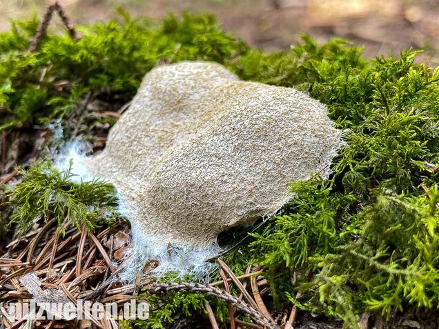 Weiße Lohblüte, Fuligo candida