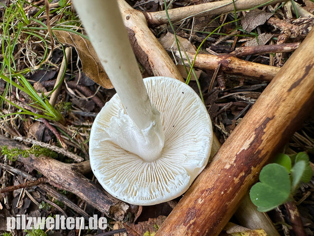 Kegelhütiger Knollenblätterpilz, Amanita virosa