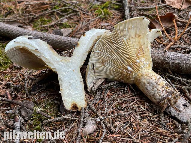 Wolliger Milchling, Lactifluus vellereus