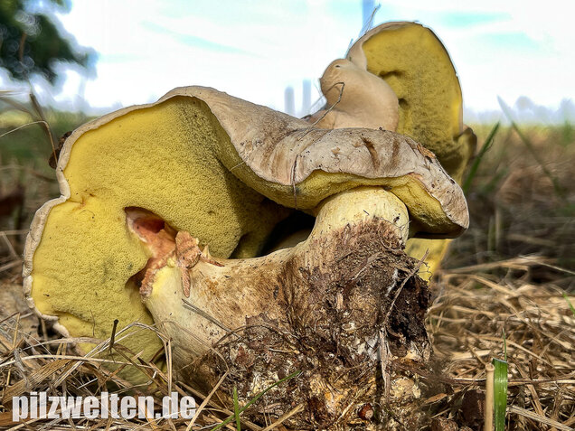 Wurzelnder Bitterröhrling, Caloboletus radicans