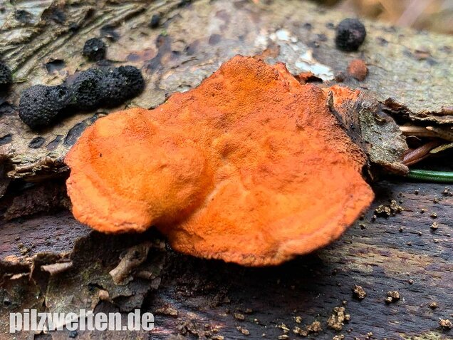 Zinnoberrote Tramete, Pycnoporus cinnabarinus