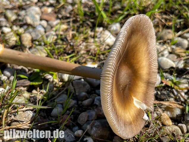 Zweifarbiger Scheidenstreifling, Amanita umbrinolutea