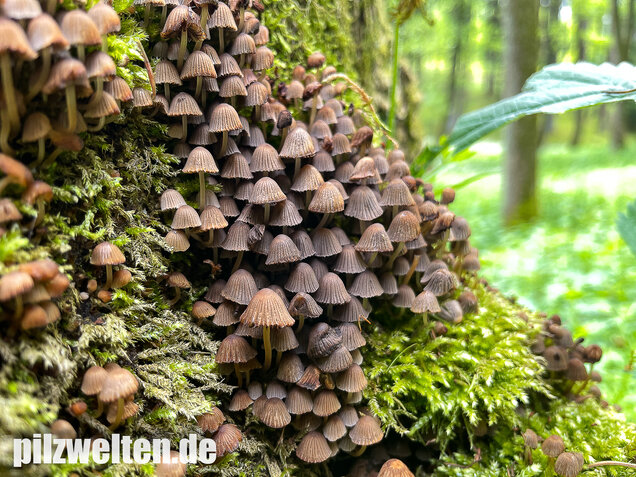 Zwergmürbling, Psathyrella pygmaea