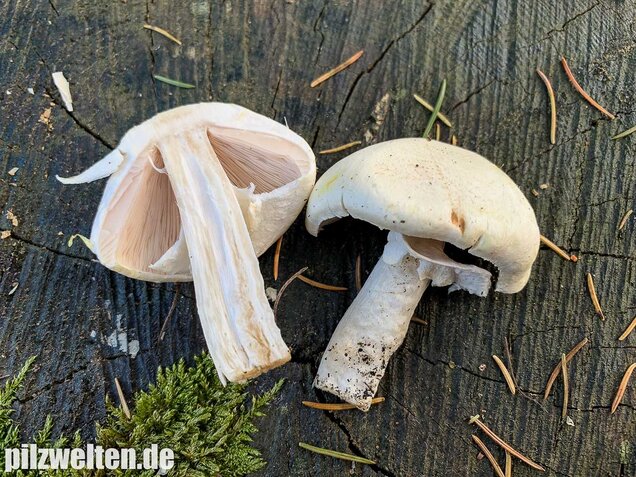 Dünnfleischiger Anischampignon, Agaricus silvicola